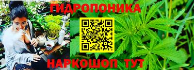 крисы Гай